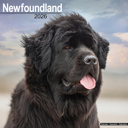 Newfoundland Calendar 2026  Square Dog Breed Wall