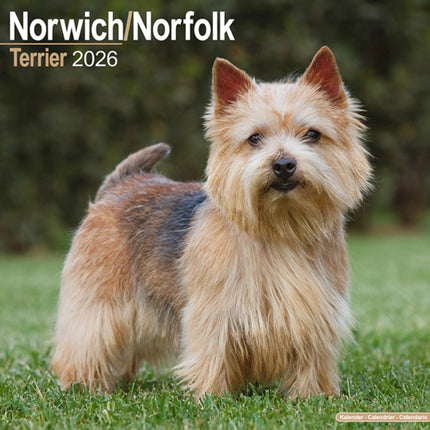 NorwichNorfolk Terrier Calendar 2026  Square Dog