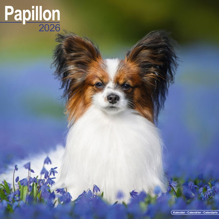 Papillon Calendar 2026  Square Dog Breed Wall