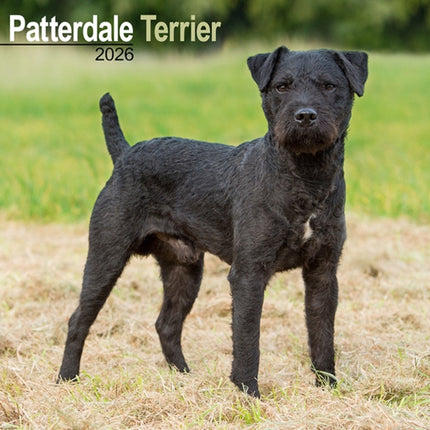 Patterdale Terrier Calendar 2026  Square Dog