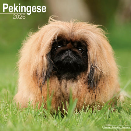 Pekingese Calendar 2026  Square Dog Breed Wall