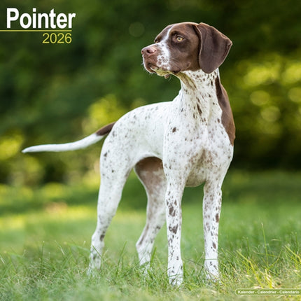 Pointer  Calendar 2026  Square Dog Breed Wall