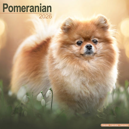Pomeranian Calendar 2026  Square Dog Breed Wall