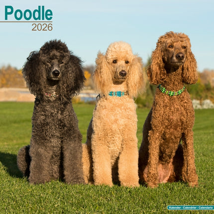 Poodle Calendar 2026  Square Dog Breed Wall