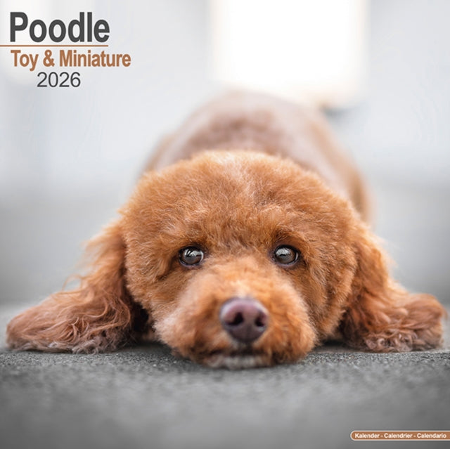 Poodle Toy  Miniature Calendar 2026  Square Dog