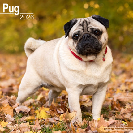 Pug Calendar 2026  Square Dog Breed Wall Calendar