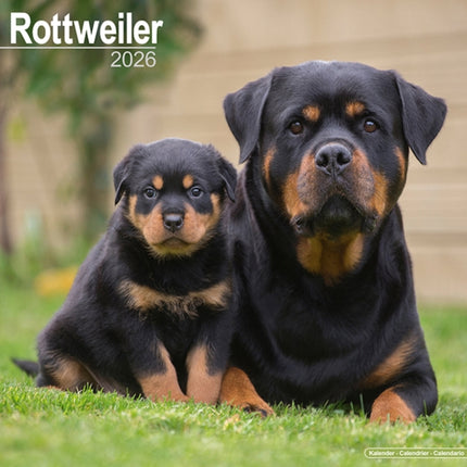 Rottweiler Calendar 2026  Square Dog Breed Wall