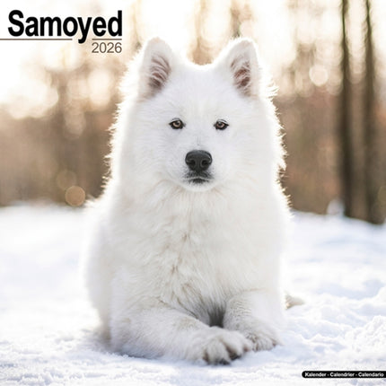 Samoyed Calendar 2026  Square Dog Breed Wall