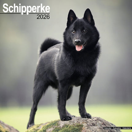 Schipperke Calendar 2026  Square Dog Breed Wall