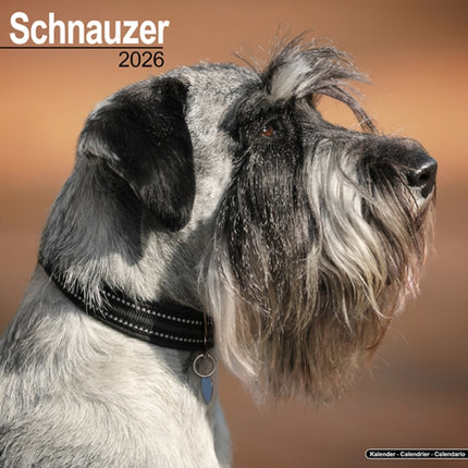 Schnauzer Euro Calendar 2026  Square Dog Breed