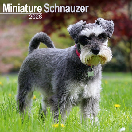 Schnauzer Miniature  Calendar 2026  Square Dog