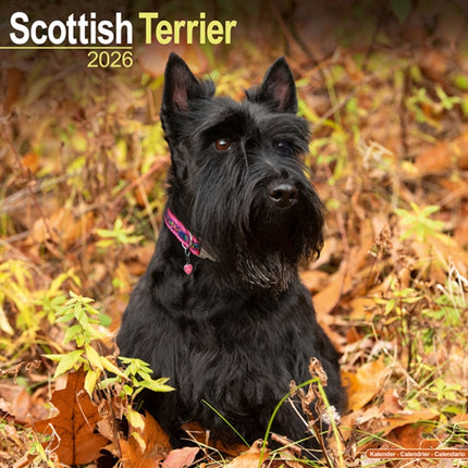 Scottish Terrier Calendar 2026  Square Dog Breed