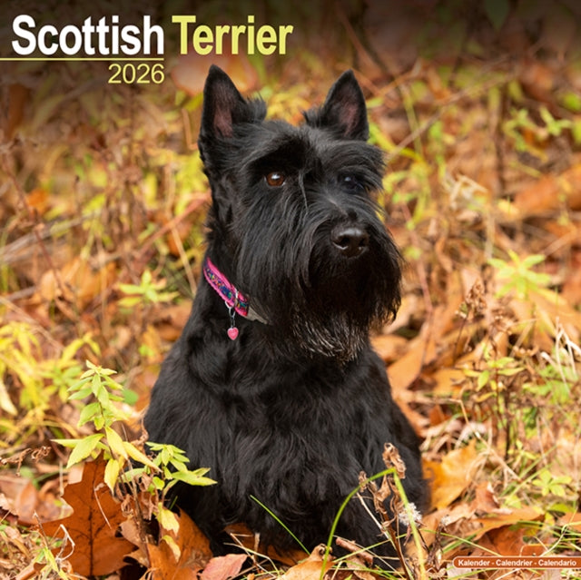 Scottish Terrier Calendar 2026  Square Dog Breed