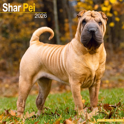 Shar Pei Calendar 2026  Square Dog Breed Wall