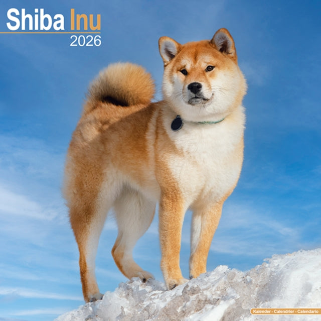 Shiba Inu Calendar 2026  Square Dog Breed Wall