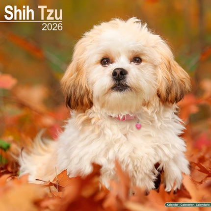 Shih Tzu Calendar 2026  Square Dog Breed Wall