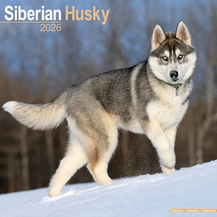 Siberian Husky Calendar 2026  Square Dog Breed