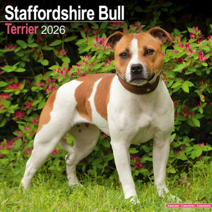 Staffordshire Bull Terrier Calendar 2026  Square