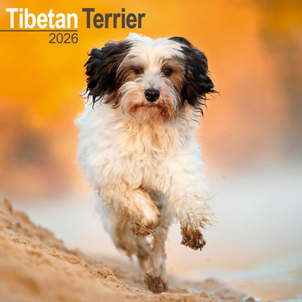Tibetan Terrier Calendar 2026  Square Dog Breed