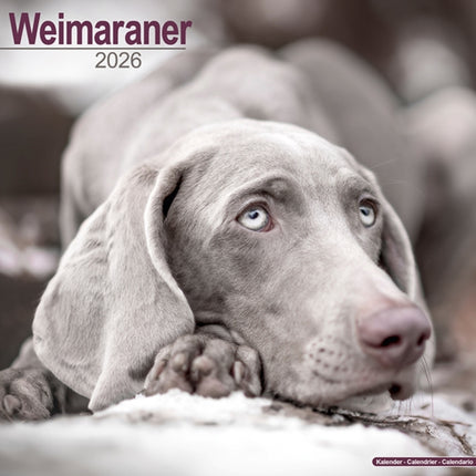 Weimaraner Calendar 2026  Square Dog Breed Wall