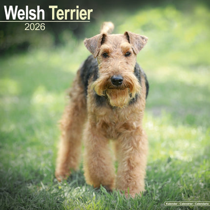 Welsh Terrier Calendar 2026  Square Dog Breed