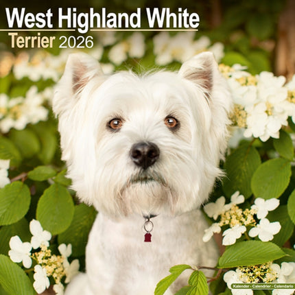 West Highland White Terrier Calendar 2026  Square
