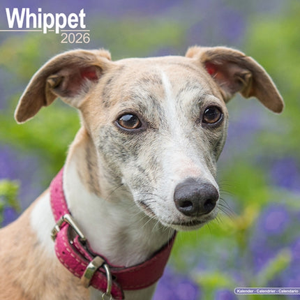 Whippet Calendar 2026  Square Dog Breed Wall