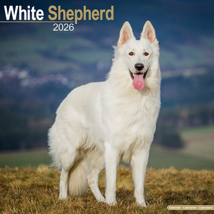 White Shepherd Calendar 2026  Square Dog Breed