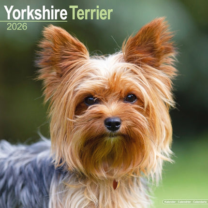 Yorkshire Terrier Calendar 2026  Square Dog Breed