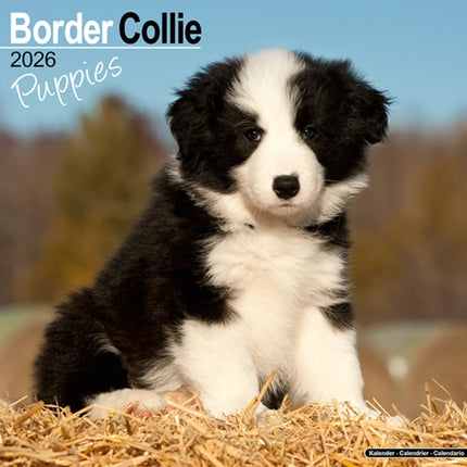 Border Collie Puppies Calendar 2026  Square Dog