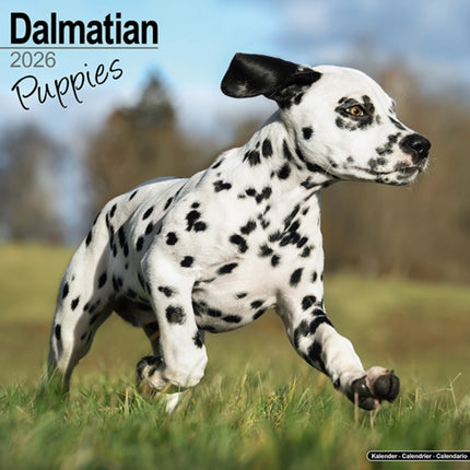Dalmatian Puppies Calendar 2026  Square Dog Puppy