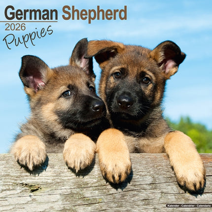 German Shepherd Puppies Calendar 2026  Square Dog