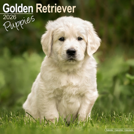 Golden Retriever Puppies Calendar 2026  Square
