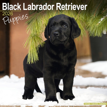Black Labrador Puppies Calendar 2026  Square Dog