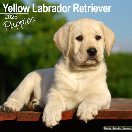 Yellow Labrador Puppies Calendar 2026  Square Dog