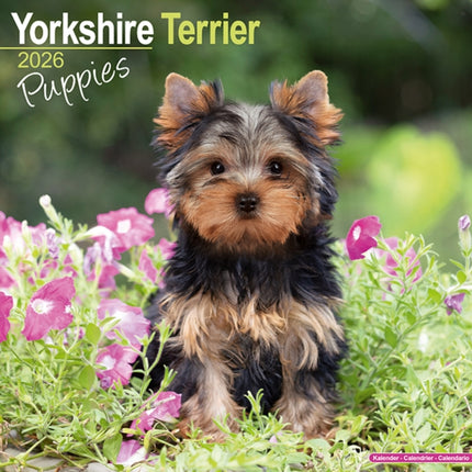 Yorkshire Terrier Puppies Calendar 2026  Square