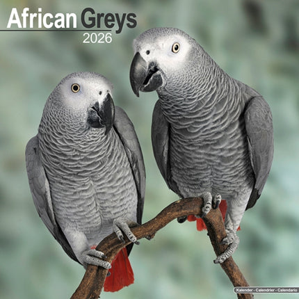 African Greys Calendar 2026  Square Bird Wall