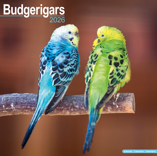 Budgerigars Calendar 2026  Square Bird Wall
