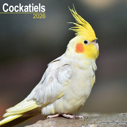 Cockatiels Calendar 2026  Square Bird Wall