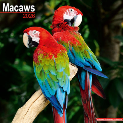 Macaws Calendar 2026  Square Bird Wall Calendar
