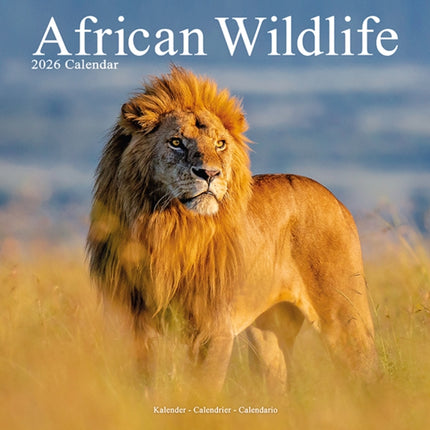 African Wildlife Calendar 2026  Square Wildlife
