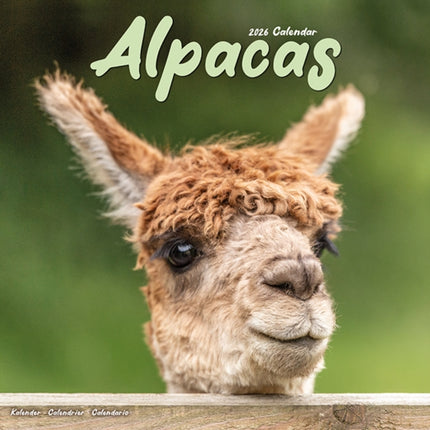 Alpacas Calendar 2026  Square Animal Wall