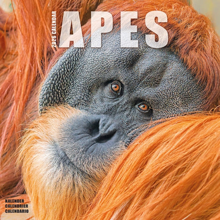 Apes Calendar 2026  Square Animal Wall Calendar