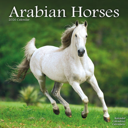Arabian Horses Calendar 2026  Square Horses Wall