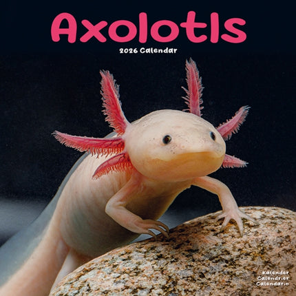Axolotls Calendar 2026  Square Animal Wall