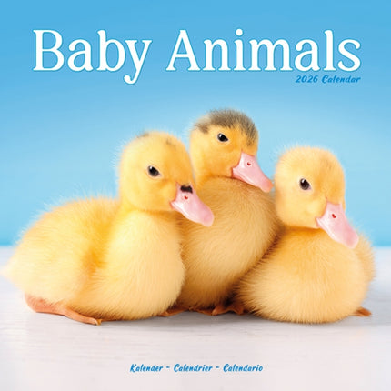 Baby Animals Calendar 2026  Square Animal Wall