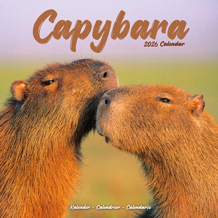 Capybara Calendar 2026  Square Animal Wall