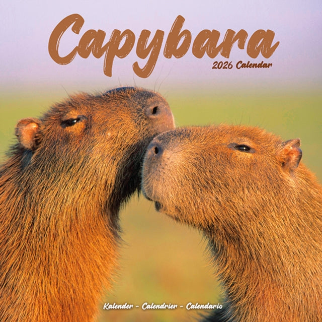 Capybara Calendar 2026  Square Animal Wall