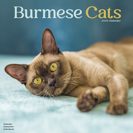 Cats  Burmese Calendar 2026  Square Cat Wall