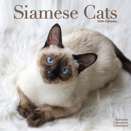Cats  Siamese Calendar 2026  Square Cat Wall